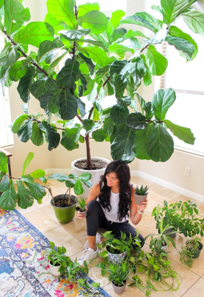 how-not-to-kill-your-houseplant how-not-to-kill-your-houseplant