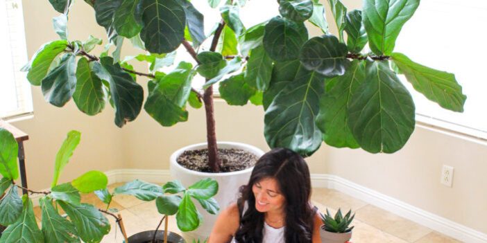 how-not-to-kill-your-houseplant how-not-to-kill-your-houseplant