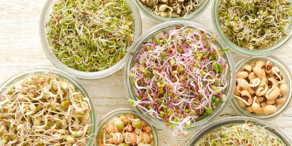 how-to-make-sprouts-at-home how-to-make-sprouts-at-home